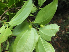 Celtis timorensis