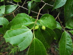Celtis timorensis