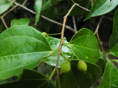 Celtis timorensis