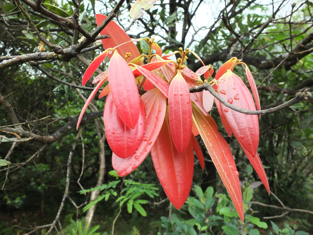 Cinnamomum sulphuratum