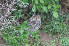 Bubo bengalensis