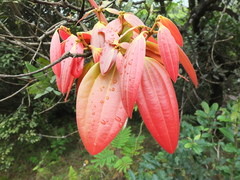 Cinnamomum sulphuratum