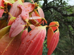 Cinnamomum sulphuratum