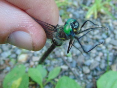 Somatochlora elongata