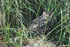 Bubo bengalensis