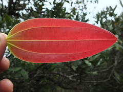 Cinnamomum sulphuratum