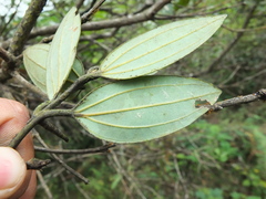 Cinnamomum sulphuratum