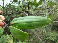 Cinnamomum sulphuratum