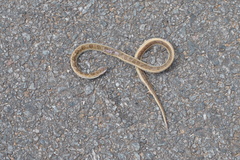 Oligodon taeniolatus