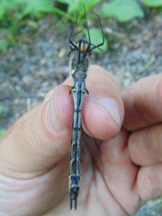 Somatochlora elongata