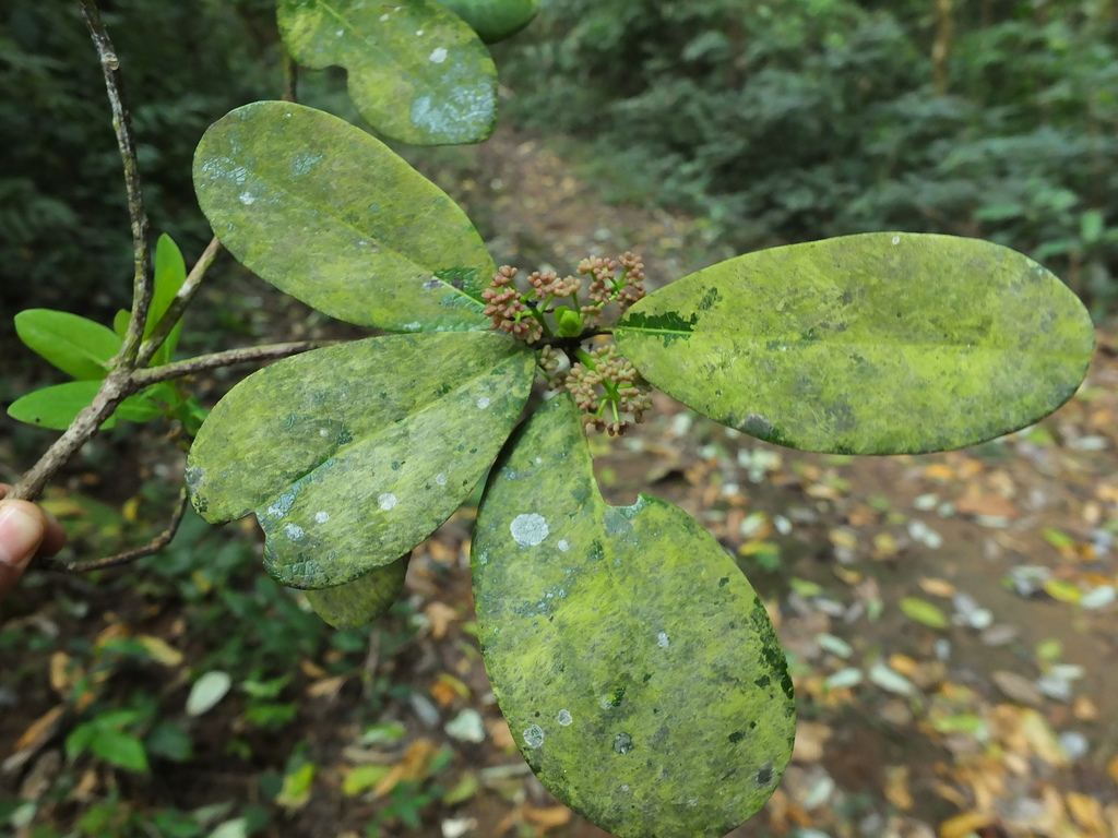 Nilgiri daphne-leaf (Daphniphyllum neilgherrense)