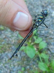 Somatochlora elongata