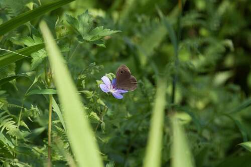 common argus