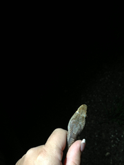 Pantherophis bairdi