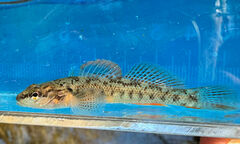 Barcheek Darter photo 4