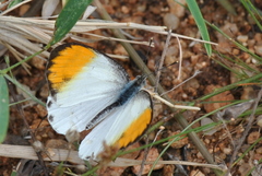 Colotis aurora