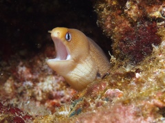 Gymnothorax melatremus