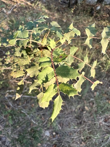 Image of Berberis swaseyi by (c) Cyrus Harp, some rights reserved (CC BY-SA)