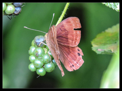 Abisara bifasciata