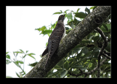 Cuculus poliocephalus