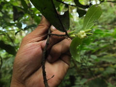 Diospyros saldanhae
