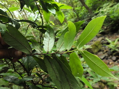 Diospyros saldanhae