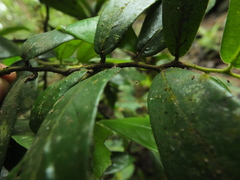 Diospyros saldanhae
