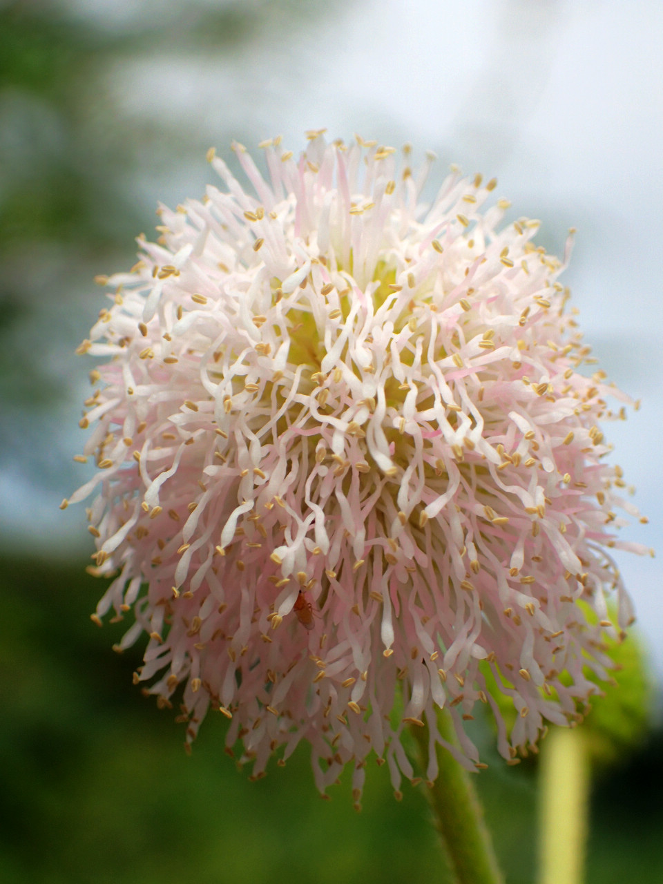 Mimosa pigra