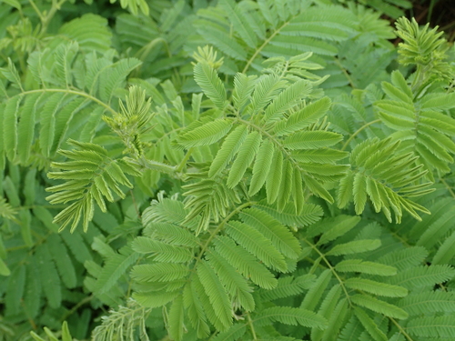 Giant Sensitive Plant