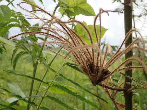 Giant Sensitive Plant
