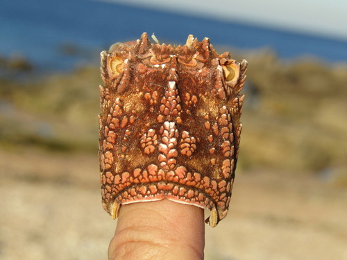 Photo of Lesser slipper lobster (Scyllarus arctus)