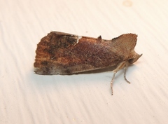Hypsoropha hormos