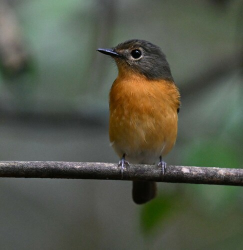 Dayak Blue Flycatcher (Cyornis montanus), photo 4