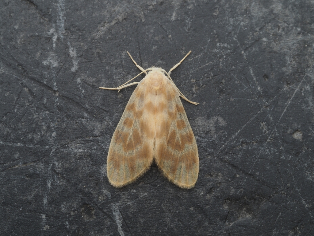 Hemipsilia coavestis