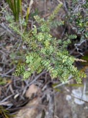 Pimelea flava