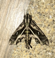 Hemeroplanes triptolemus