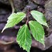 Begonia palawanensis - Photo 由 Jonah van Beijnen 所上傳的 (c) Jonah van Beijnen，保留部份權利CC BY-NC