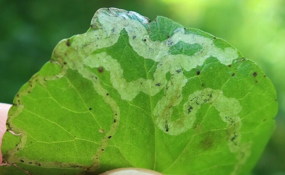 Phytomyza calthophila
