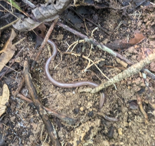Jamaica Worm Snake