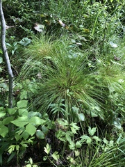 Carex bromoides