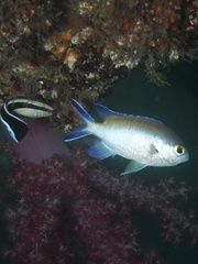 Chromis fumea