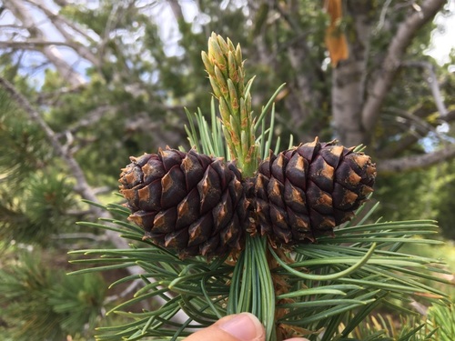 Whitebark Pine