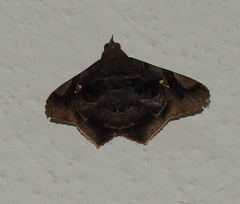 Euclystis guerini