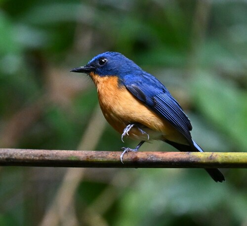 Dayak Blue Flycatcher (Cyornis montanus), photo 5