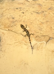 Hemidactylus mabouia