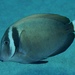 Whitebar Surgeonfish - Photo (c) Craig Fujii, some rights reserved (CC BY-NC-ND), uploaded by Craig Fujii