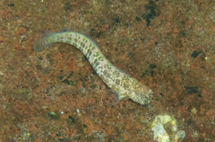 Patzner's Blenny photo 5