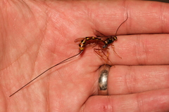Megarhyssa nortoni