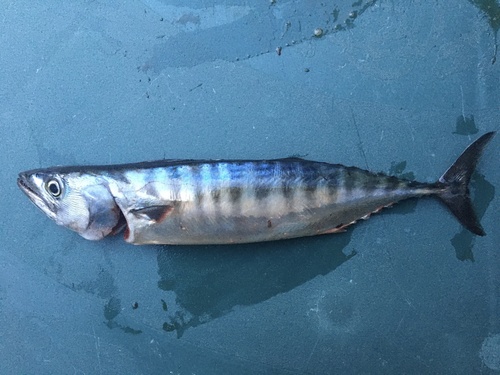 Photo of Atlantic bonito (Sarda sarda)