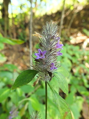 Haplanthodes verticillatus